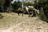 Men With Their Horses and Donkeys in The Valley
