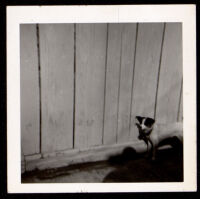 Small dog standing next to a fence, (copy photo made 1930-1989)