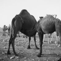 Snapshot of camels