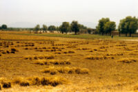 Harvested Fields