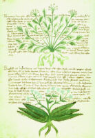 University of Vermont. Library. MS 2. [Italian herbal]