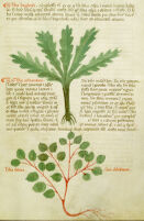 Yale Medical Library. Manuscript. 18 [Herbarium Apuleii and other works].