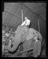 Senator William Knowland atop elephant at three-ring circus in Orange County, Calif.