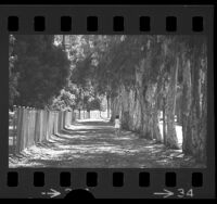 Man running along eucalyptus lined path in Griffith Park, Los Angeles, 1972