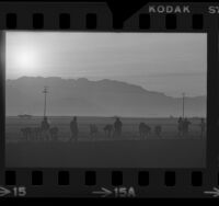 Agricultural laborers working in celery fields, silhouetted by rising sun in Oxnard, Calif., 1973
