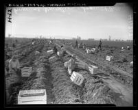Landscape view of agricultural workers harvesting carrots into "David Freedman & Co., Inc" crates in Imperial Valley, Calif., circa 1948