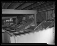 Unloading oranges at Damarel-Allison plant in Covina, Calif., circa 1949