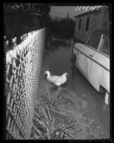 Chicken keeps to perch on a board as duck swims by in flooded yard