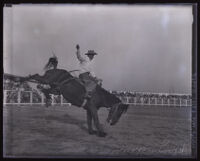 Cowboy Johnny Schneider riding a Bronco mid-buck, Los Angeles County, circa 1931