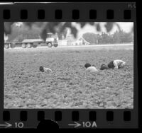 Family of four working in strawberry field in San Martin, Calif., 1973