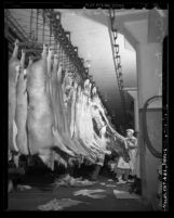 Male workers with hanging pig carcasses in a Los Angeles, Calif. meat packing plant, circa 1945