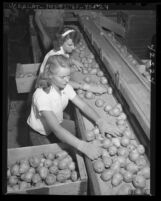 Two women agricultural workers packing pears in Littlerock, Calif., 1946
