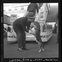 Bob Hope on his return from eight-day Christmas tour of military bases greeted by his dog Recession in Los Angeles, Calif., 1959