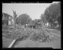Workmen cutting down trees infested by tiny insects, tingids along Blackburn Ave. in Los Angeles, Calif., 1948