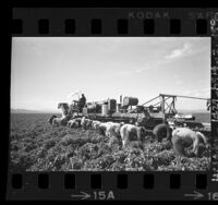 Braceros doing "stoop" labor in the pepper fields of the Firebaugh area, Calif., 1963