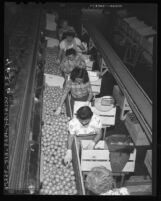 Packers at Duarte-Monrovia Fruit Exchange packinghouse pack oranges, Durate, Calif., 1947