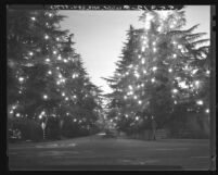 Christmas Tree Lane in Altadena, Calif., 1948