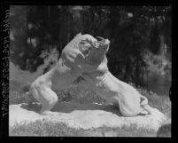 Know Your City No.182 Statues of saber-tooth tigers at La Brea Tar Pits Los Angeles, 1956
