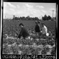 South Dakota Sioux Indian men picking strawberry crop in Orange County, Calif., 1965