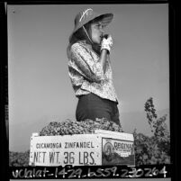 Woman grape harvester standing next to crate in Cucamonga, Calif. , 1965