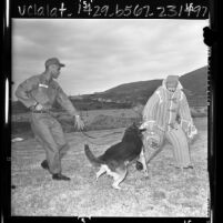 Army men Willie Booker and Gerald Bradley training Canine Corps dog, Calif., 1966