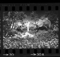 Workman checking horned triceratops exhibit at Disneyland's Primeval World,  Anaheim,1966