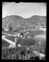 Inmates working in nursery of Los Angeles Police Dept. Alcohol Rehabilitation Center near Saugus, Calif., 1958