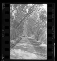 Eucalyptus tree lined road in Malibu Canyon, Calif., 1970