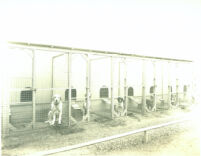 Dog cages at Universal City, Calif., 1915