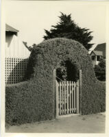 Salt Bush hedge fence and archway with wooden gate, Oceanside, Calif.