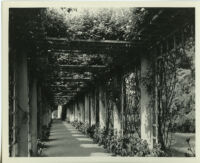 Huntington Botanical Gardens, pergola in the Rose Garden,  San Marino, 1932