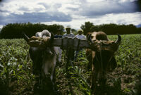 Oaxaca, pair of oxen on yoke, 1982 or 1985
