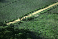 Oaxaca, aerial view of farmland and livestock, 1982 or 1985