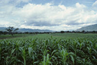 Oaxaca, cropfields, 1982 or 1985