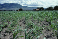Oaxaca, farming the cropfields, 1982 or 1985