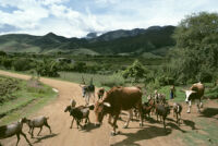 Oaxaca, farm animals crossing dirt road, 1982 or 1985