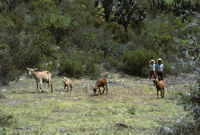 Oaxaca, goats in field, 1982 or 1985