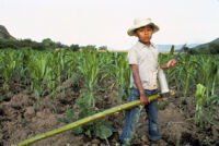 Oaxaca, boy in cropfields, 1982 or 1985