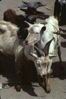 Oaxaca, goats, 1982 or 1985