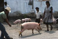 Oaxaca, pig market[?], 1982 or 1985
