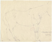 Trebinje [Sketch of the right side of a horse from the rear end up to the throat latch.]