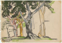 Trinidad [View of four colorful trees and a smaller tree on Trinidad island.]
