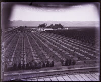 Orchard, Van Nuys, 1920s