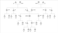 Ancient Egyptian Kinship System
