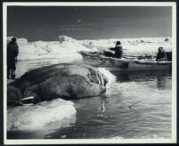 Three Eskimos following their walrus hunt in a scene cut from the film Harpoon