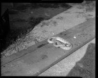 Four-foot black diamond rattlesnake, killed by a Persian housecat in Hollywood.