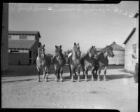 Los Angeles County's prize-winning Belgian draft horses are sold at auction.  April 18, 1934.
