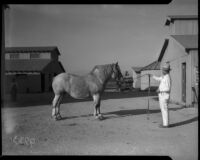 Los Angeles County's prize-winning Belgian draft horses are sold at auction.  April 18, 1934.