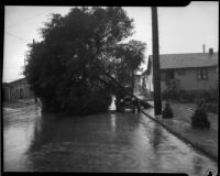 Fallen tree lands on vehicle after flood, Los Angeles, 1934