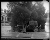 Fallen tree lands on vehicle after flood, Los Angeles, 1934